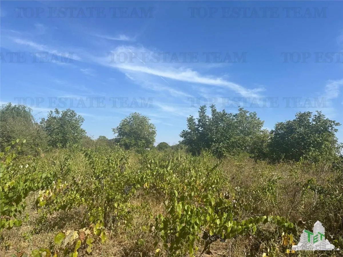 Vanzare teren intravilan construibil, in Branesti-Ilfov, 1330 mp, ideal rezidenta sau investitie - foto 2